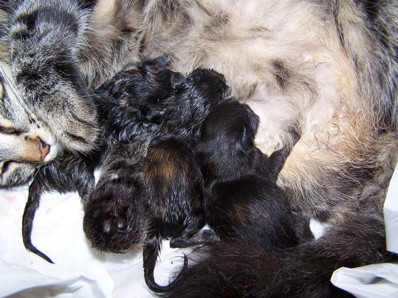 Gatti Norvegesi - cuccioli e genitori