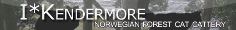 Allevamento I*Kendermore  - Gatti delle Foreste Norvegesi